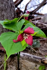 Red Trillium