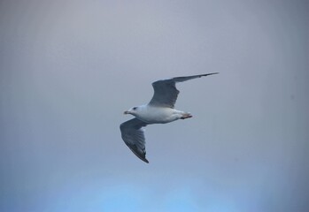 White gull in the sky and sea