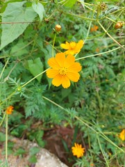 yellow flower in the garden