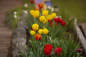 colorful tulips in the garden
