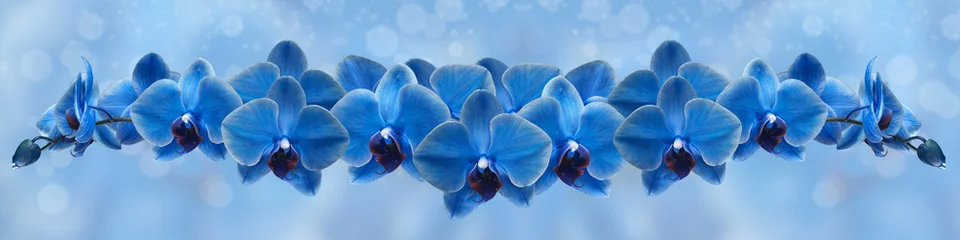 Fototapete blue orchid on blue background © danilag