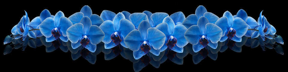 blue orchid on black background