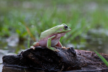 frog on a leaf