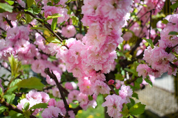 Prunus triloba, sometimes called flowering plum or flowering almond. Flowers of Prunus triloba. Spring in the garden