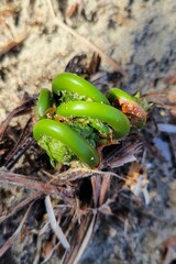 Ostrich Fern Also Known As Fiddlehead