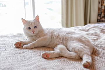 Adorable white Turkish Angora cat with blue eyes being lazy at home. Beautiful purebred longhair...