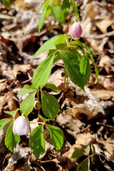 Wood Anemone Flower In Maine