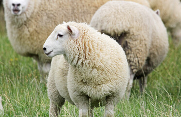 Young sheep in profile, New Zealand