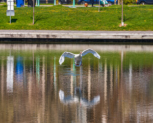 European Swan (cygnus olor) coming in for a landing on a pond in Woodbine Park, a multi-use public space with a diverse urban wildlife population.