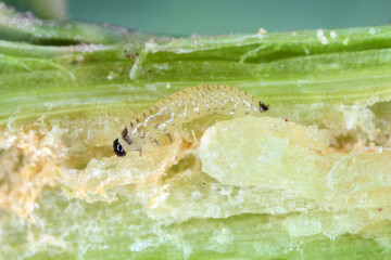 Larva of Cabbage Stem Flea Beetle (Psylliodes chrysocephala) in damaged plant of Oilseed Rape (Brassica napus).