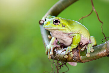 green frog on a branch