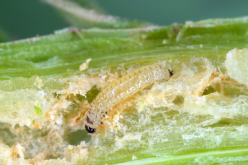 Larva of Cabbage Stem Flea Beetle (Psylliodes chrysocephala) in damaged plant of Oilseed Rape (Brassica napus).