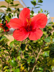 Close up of red hibiscus flowers in Sharm El Sheikh, Egypt