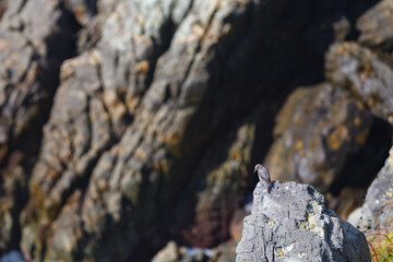 Chestnut-Bellied Rockthrush