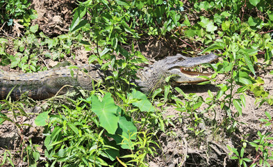 Naklejka na ściany i meble Wild Alligator basking in the sun - Florida