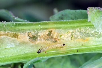 Larva of Cabbage Stem Flea Beetle (Psylliodes chrysocephala) in damaged plant of Oilseed Rape (Brassica napus).