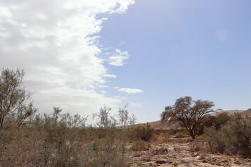 israel desert sand wasteland badlands barrens landscape