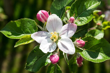 Close-up of a twig of a blossoming apple-tree