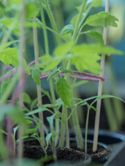 growing tomatoes indoor at spring before planting into garden