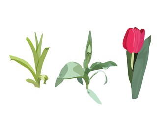 Fototapeta na wymiar Print Tulip growth stages: sprout, adult plant with stem, leaves and bud, flowering plant. Flower, petals. Vector stock illustration.