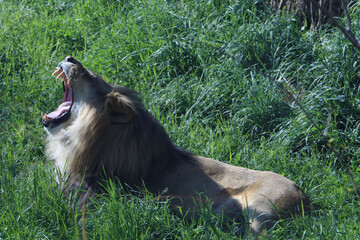 lion yawn shows the lions wide open mouth and big teeth as it sits in the green grass in summer, a...