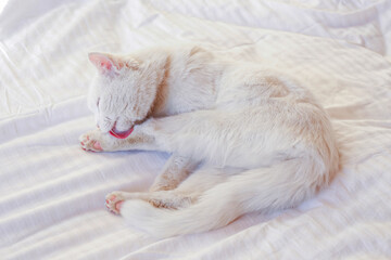 Adorable white Turkish Angora cat with blue eyes being lazy at home. Beautiful purebred longhair kitty. Close up, copy space, background.