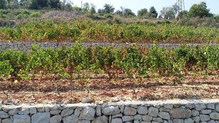 Vineyard close up. Fall season. Red wine in the making. Syrah, Cabernet sauvignon, Cabernet Franc,...
