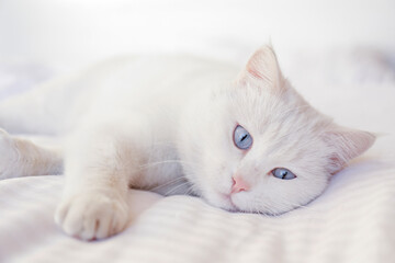Fototapeta na wymiar Adorable white Turkish Angora cat with blue eyes being lazy at home. Beautiful purebred longhair kitty. Close up, copy space, background.