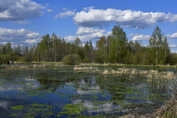 panorama of an old overgrown pond or swamp with trees on the opposite bank. White clouds in the sky. Green mud on the water