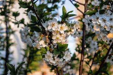 White blooming cherry tree. The branches of a tree blooming with beautiful white cherry blossoms in the light of the setting sun on a spring day. Spring concept.