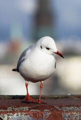 Nahaufnahme Möwe vor unscharfem Hintergrund