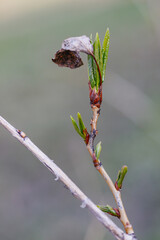 An old dry leaf and a young green leaf at the same time on a tree branch. Photo of nature in spring. 