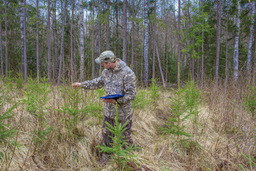 An ecologist oversees the development of young spruce trees. The concept of growing forests in...