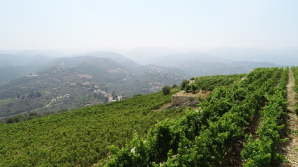 Vineyard close up. Summer season. Red wine in the making. Syrah, Cabernet sauvignon, Cabernet Franc, Merlot. Wine tasting. Family business in the mountains. Wine lovers. Foggy weather