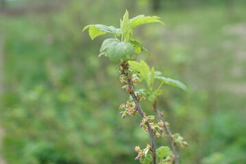 currant branch with flowering in spring 