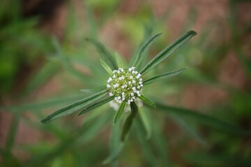 flower in the grass