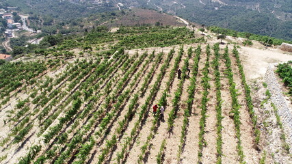 Vineyard close up. Summer season. Red wine in the making. Syrah, Cabernet sauvignon, Cabernet...