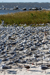 A large flock of birds, Skimmers and seagulls, take off flying from a Florida Beach.