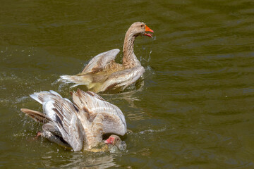 The American Buff goose is a breed of domestic goose native to the United States