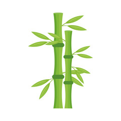 bamboo plant nature