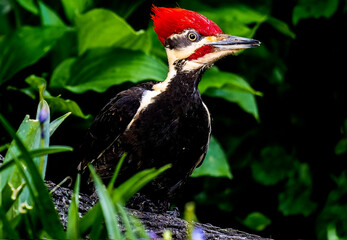 Pileated Woodpecker at the bottom of the garden