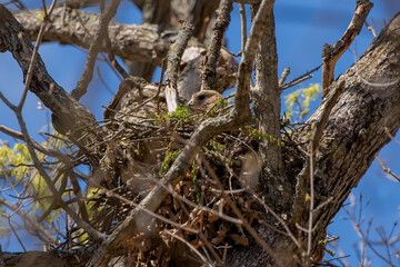 The Red-shouldered Hawk (buteo lineatus) female on the nest