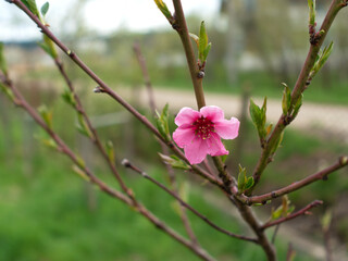 One apricot flower on the tree. Against the backdrop of greenery.