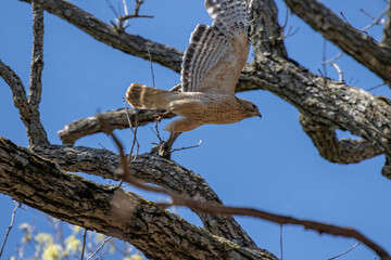 The Red-shouldered Hawk (buteo lineatus) ,male brings food to the nest.