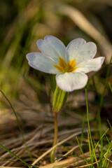 White small flower among the grass. A beautiful flower illuminated by the sunset light. Flower with raindrops.