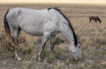 Naklejka na ściany i meble Wild Horse Stallion in the Utah Desert