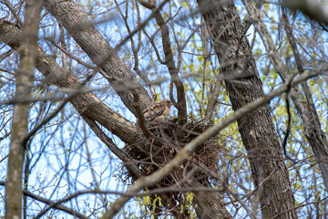 The Red-shouldered Hawk (buteo lineatus) female on the nest