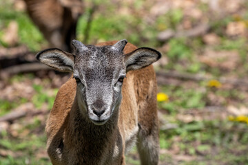 Naklejka na ściany i meble The mouflon (Ovis gmelini). Young mouflon on the meadow