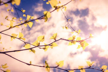Leaves of a blossoming birch close-up on a background of the sun