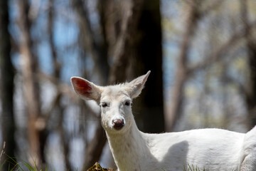 Rare white color, white - tailed deer, (Odocoileus virginianus)
